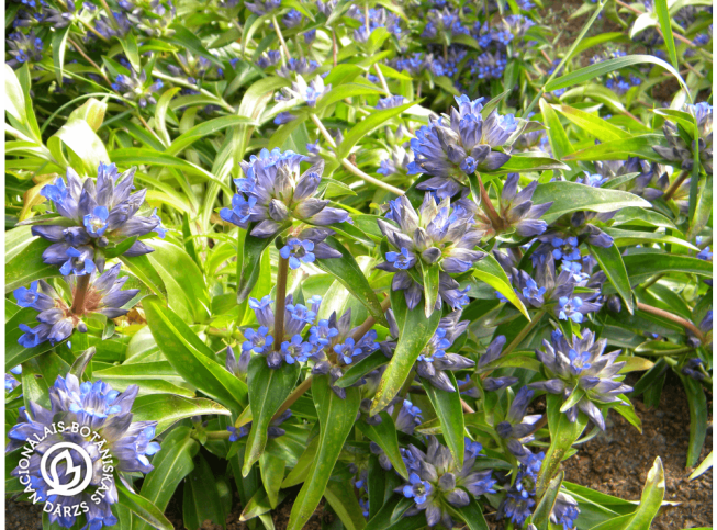 Gentiana cruciata